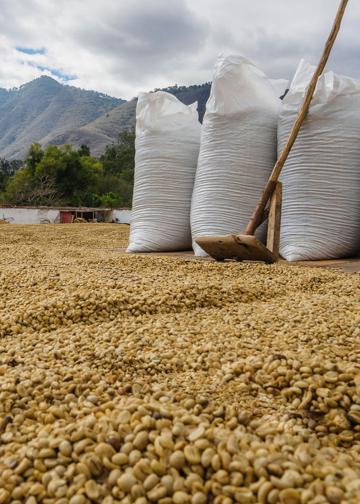 Picture of Arabica green bean coffee drying